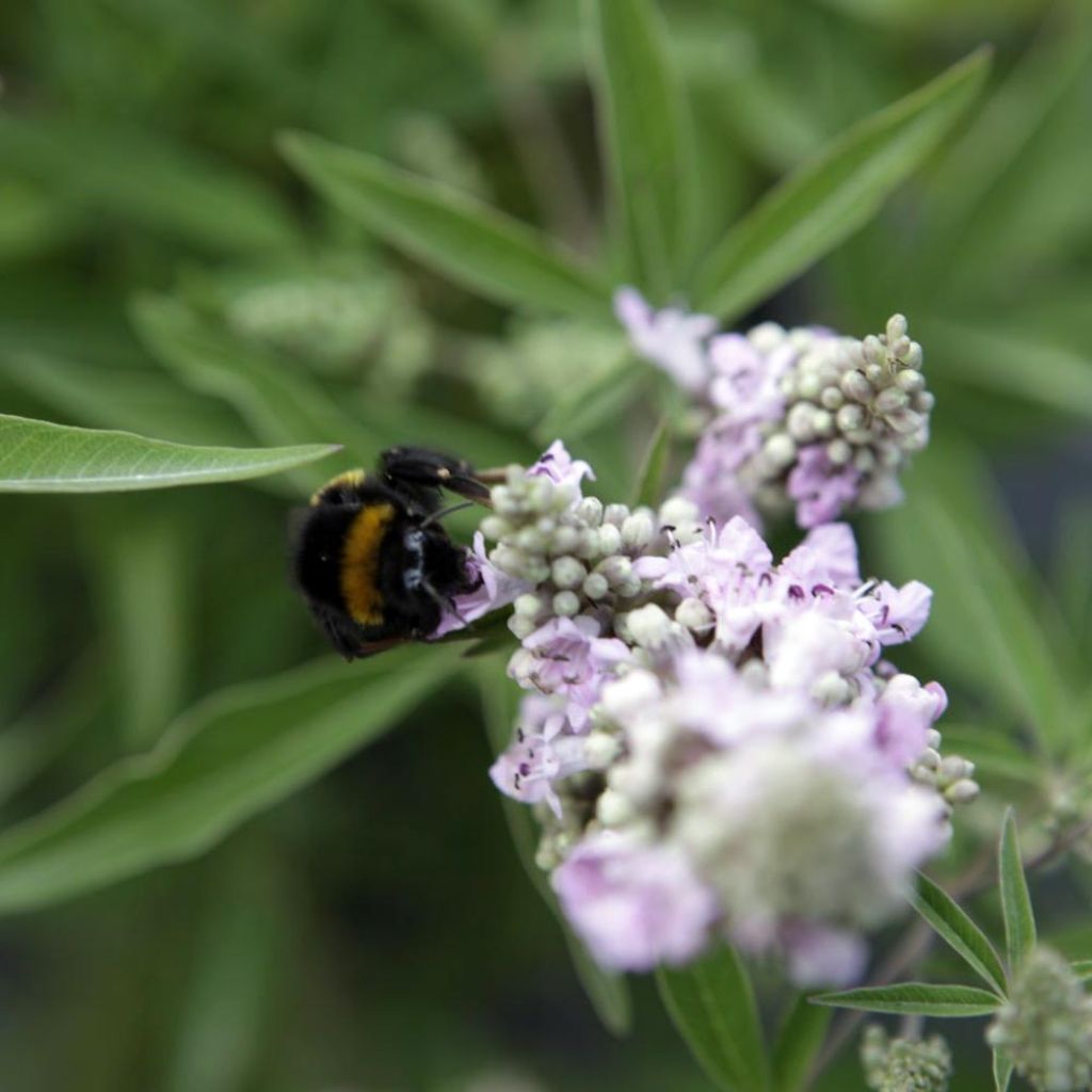 Vitex agnus-castus Pink Pinnacle - Chaste Tree