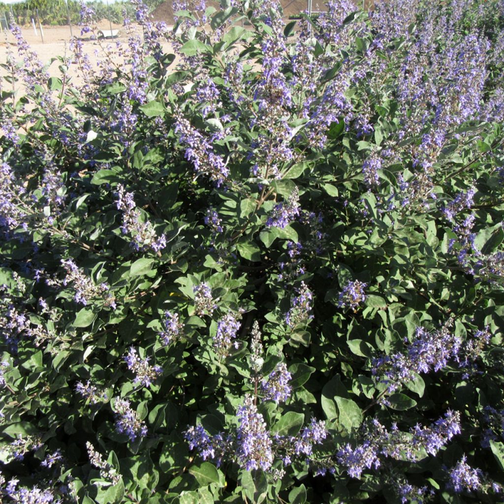Vitex agnus-castus Chicagoland Blues - Chaste Tree