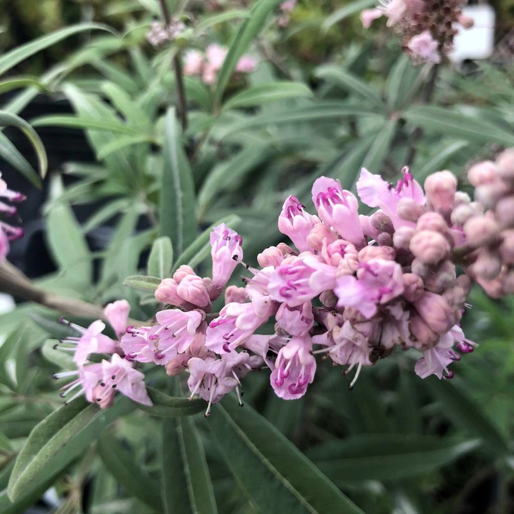 Vitex agnus-castus Santamaria - Chaste Tree