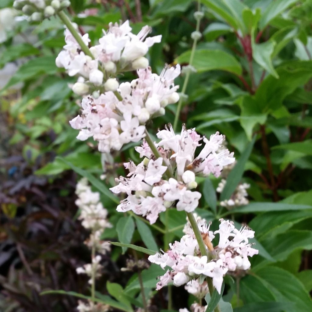 Vitex agnus-castus Albus - Chaste Tree