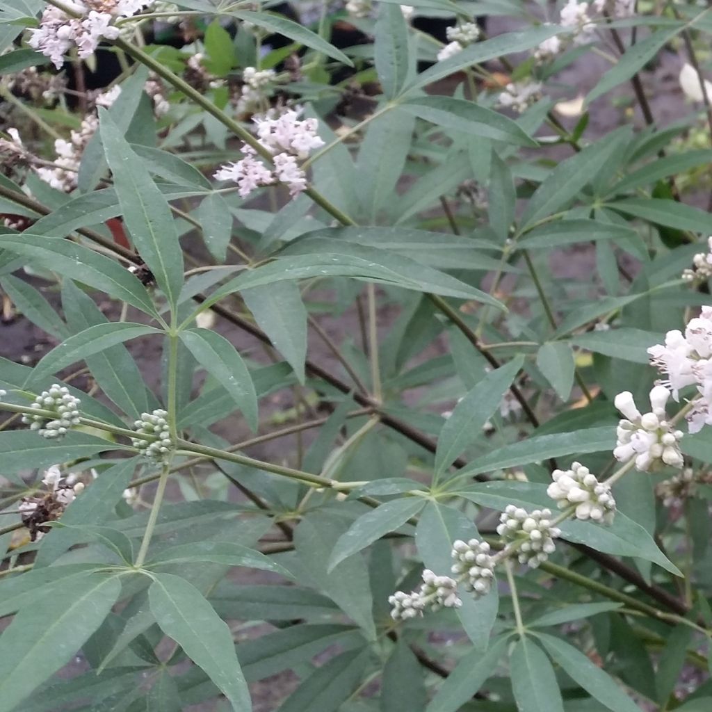 Vitex agnus-castus Albus - Chaste Tree
