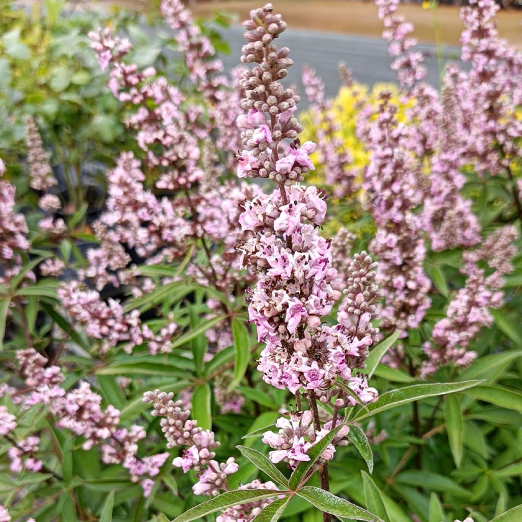 Vitex agnus-castus Pink Pinnacle - Chaste Tree