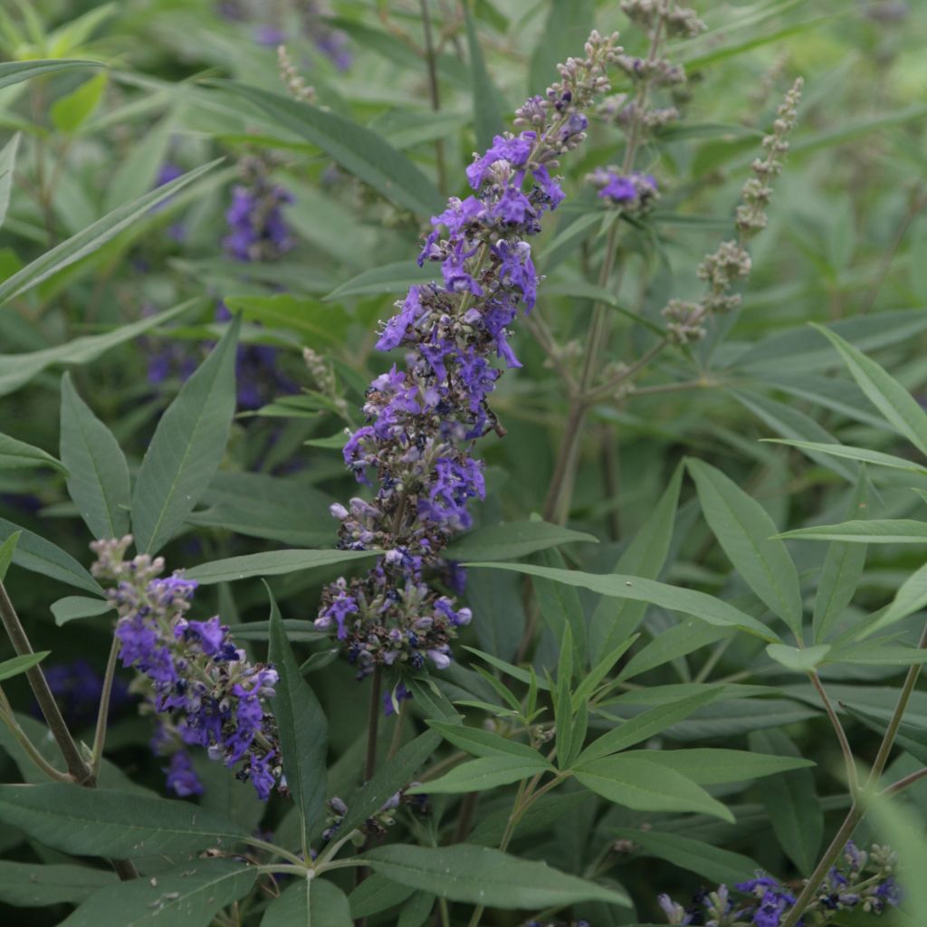 Vitex agnus-castus Delta Blues - Chaste Tree