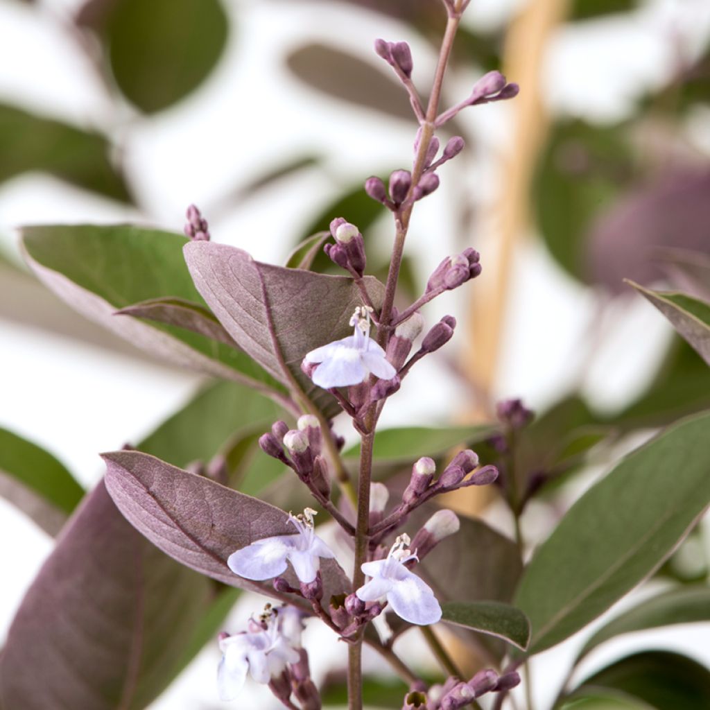 Vitex trifolia Purpurea - Chaste Tree