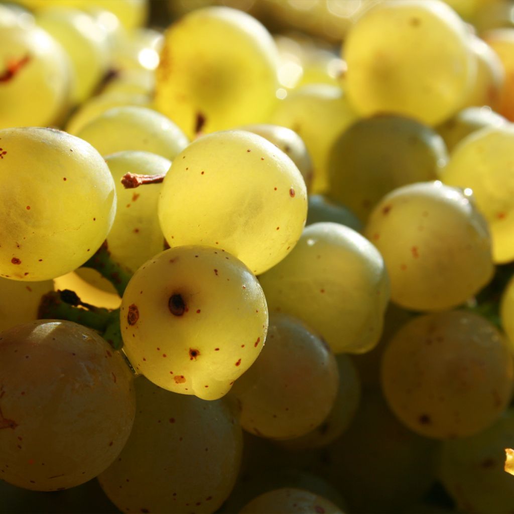 Vitis vinifera Exalta - Grape vine
