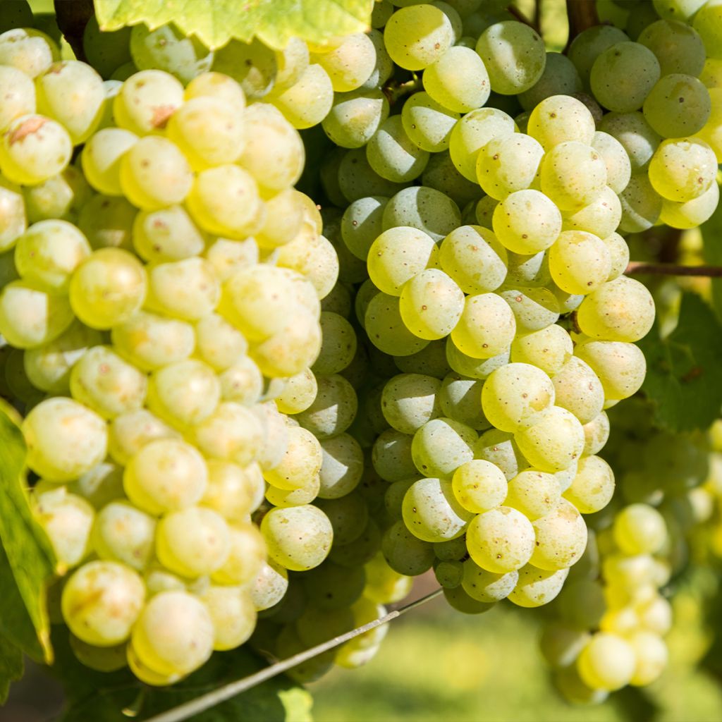 Vitis vinifera Lakemont - Grape vine