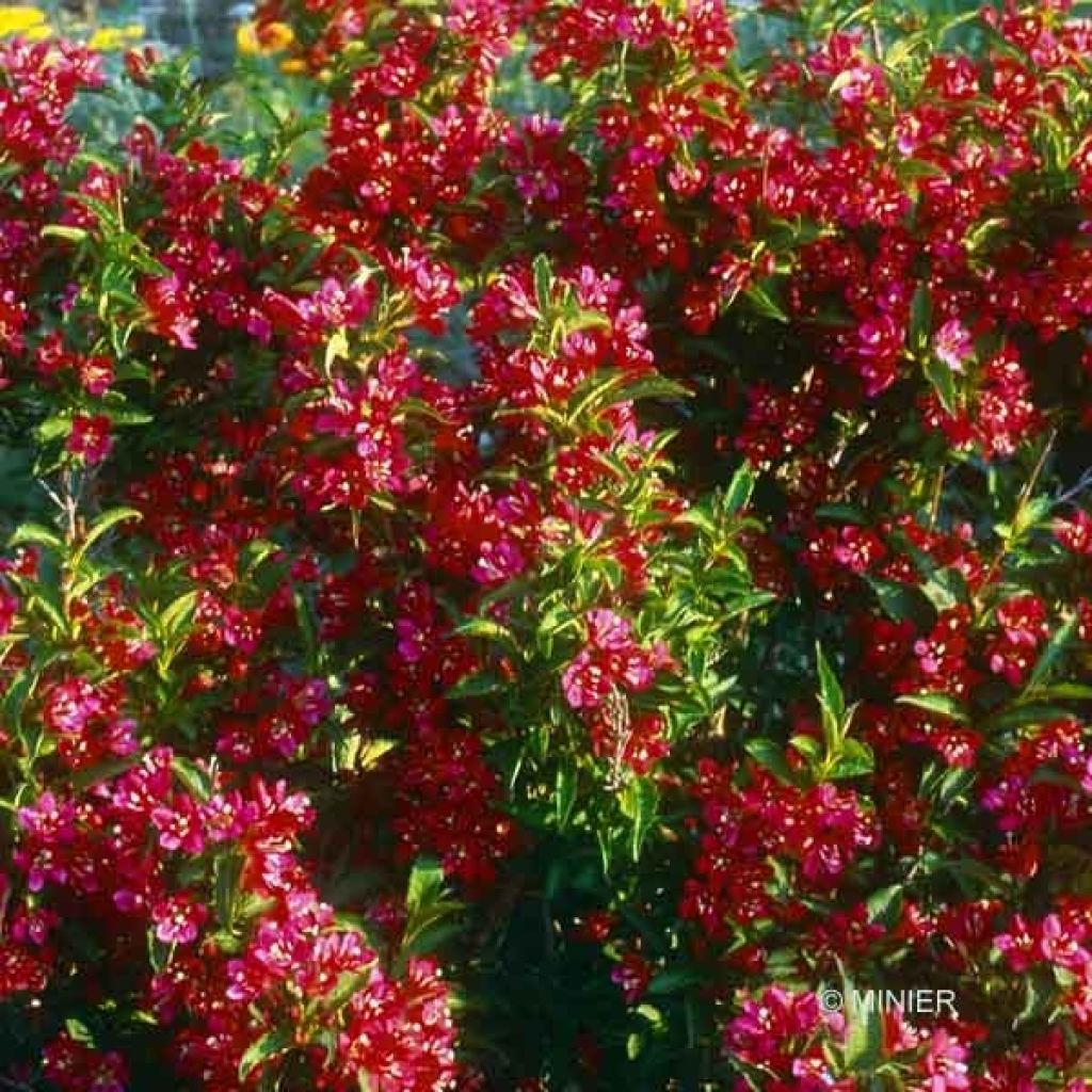 Weigela Nain Rouge