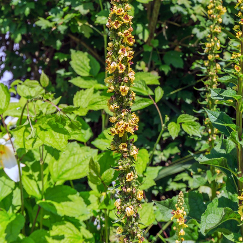 Wachendorfia thyrsiflora
