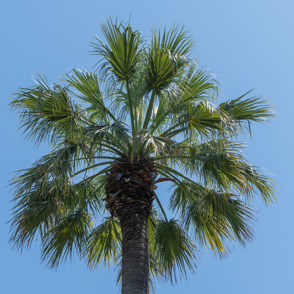 Washingtonia filifera seeds - California fan palm