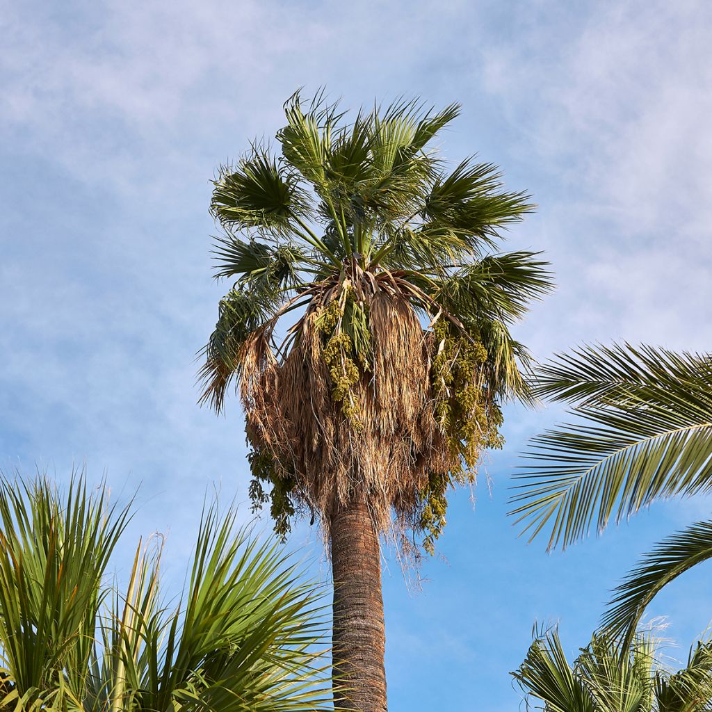 Washingtonia filifera seeds - California fan palm