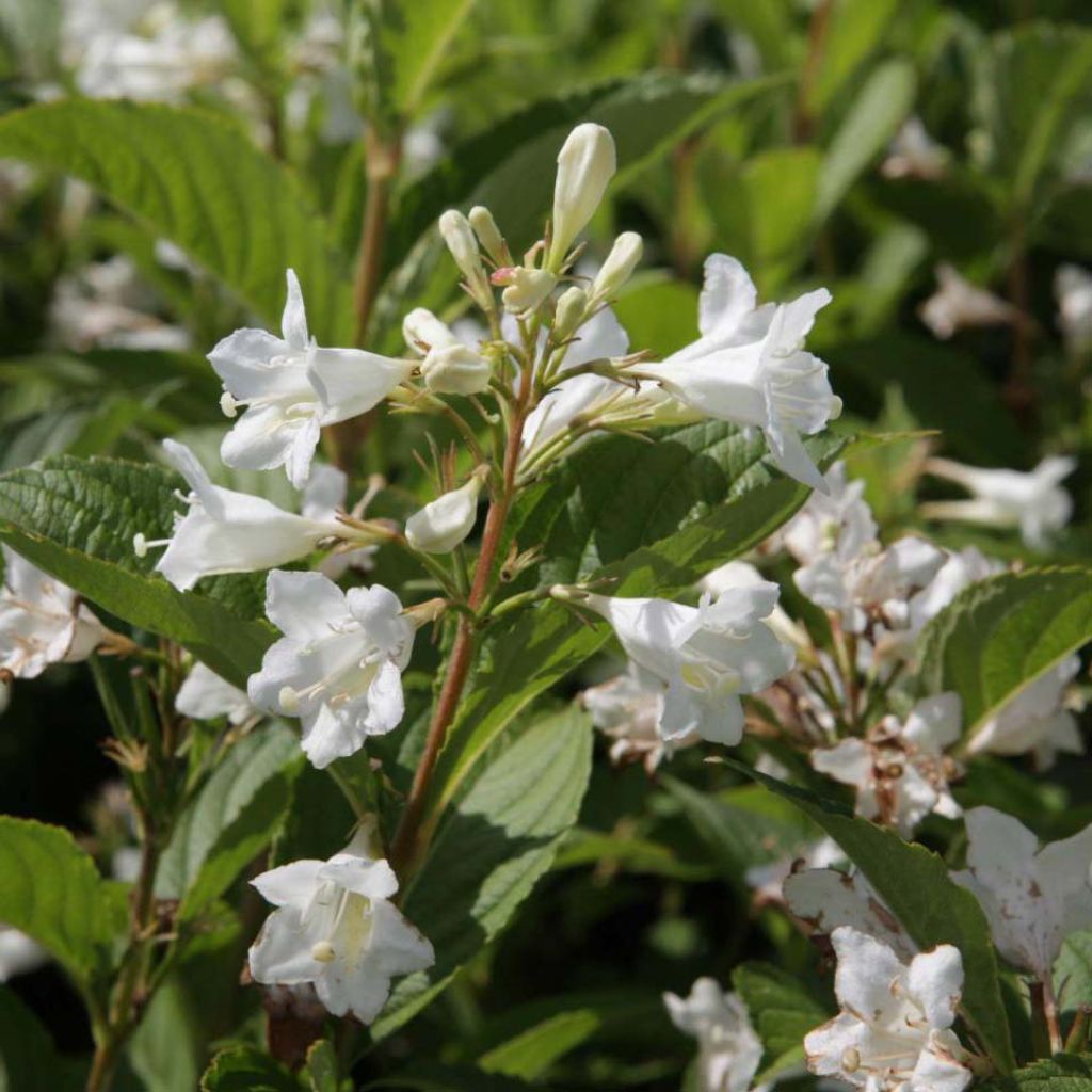 Weigela Candida
