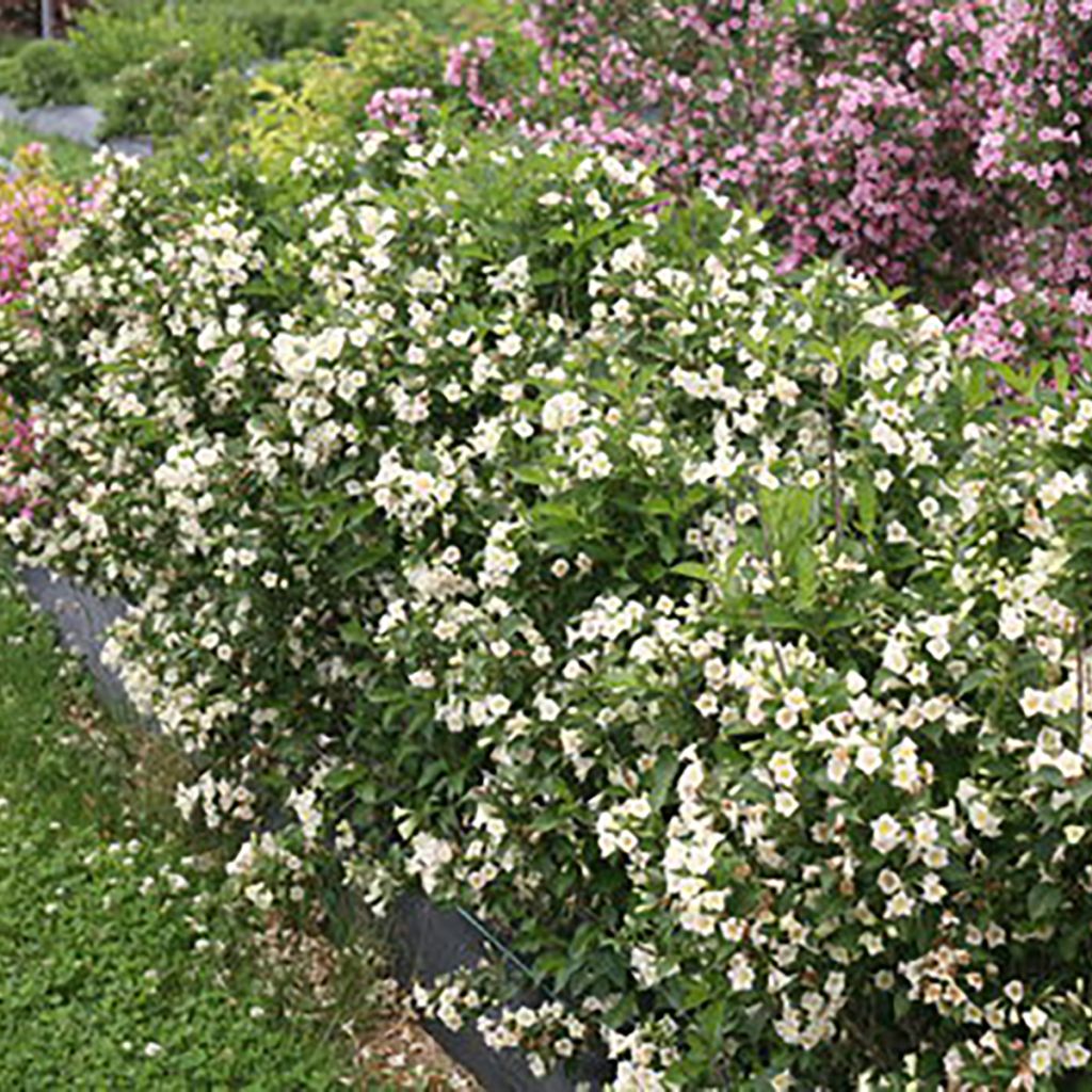 Weigela florida Colourtwist Sunny Side Up