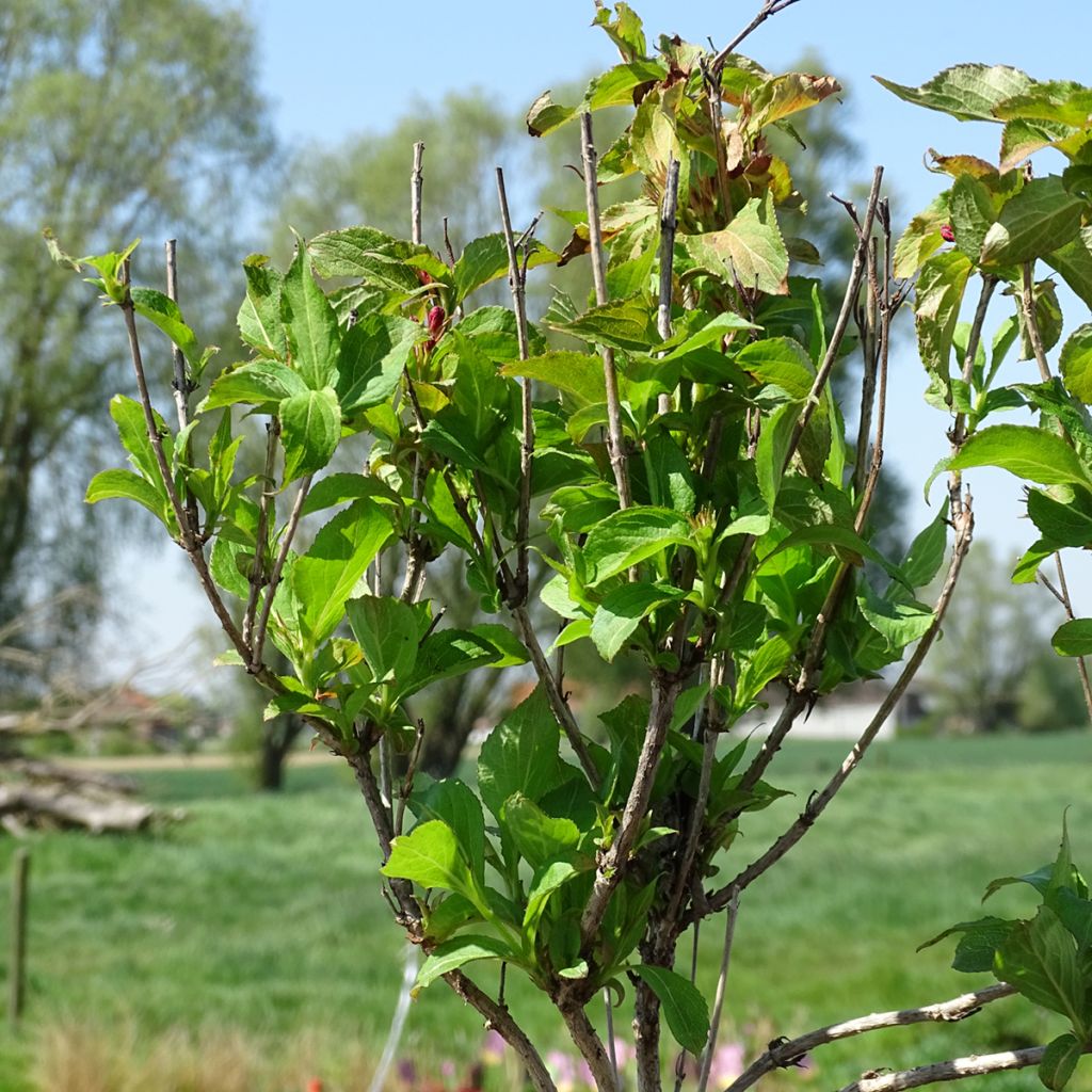 Weigela florida Stelzneri