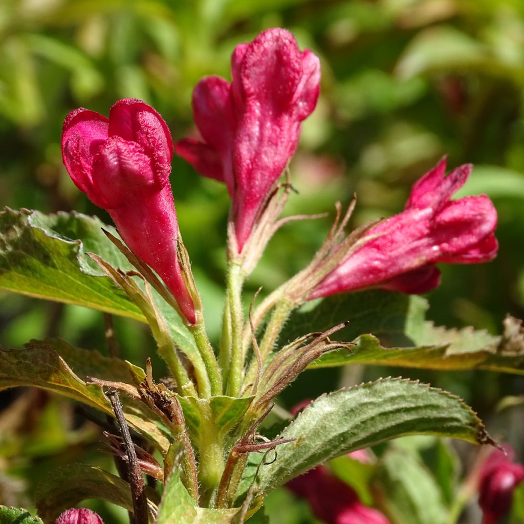 Weigela florida Stelzneri