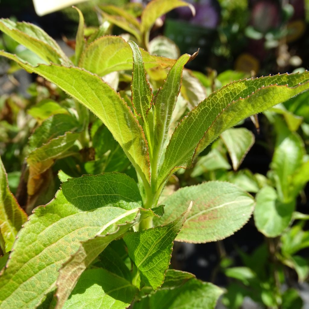 Weigela florida Stelzneri