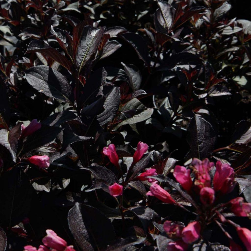 Weigela  florida Alexandra