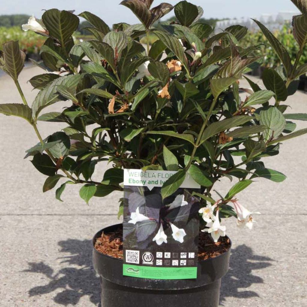 Weigela Ebony and Ivory