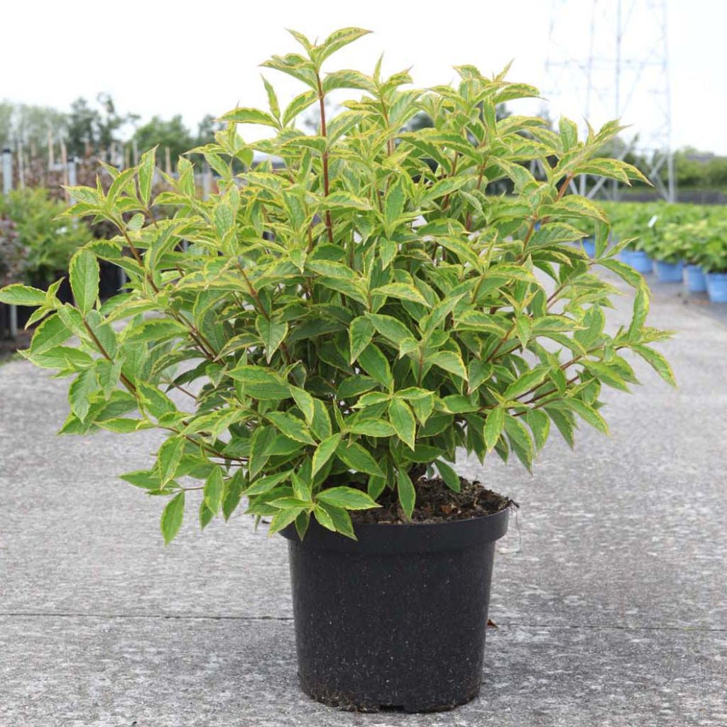 Weigela florida Brigela
