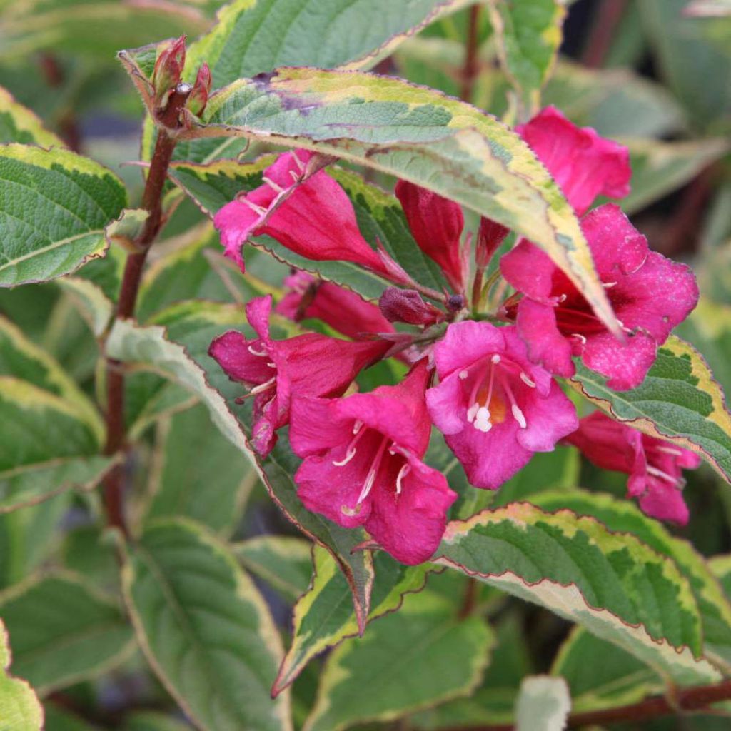 Weigela florida Brigela