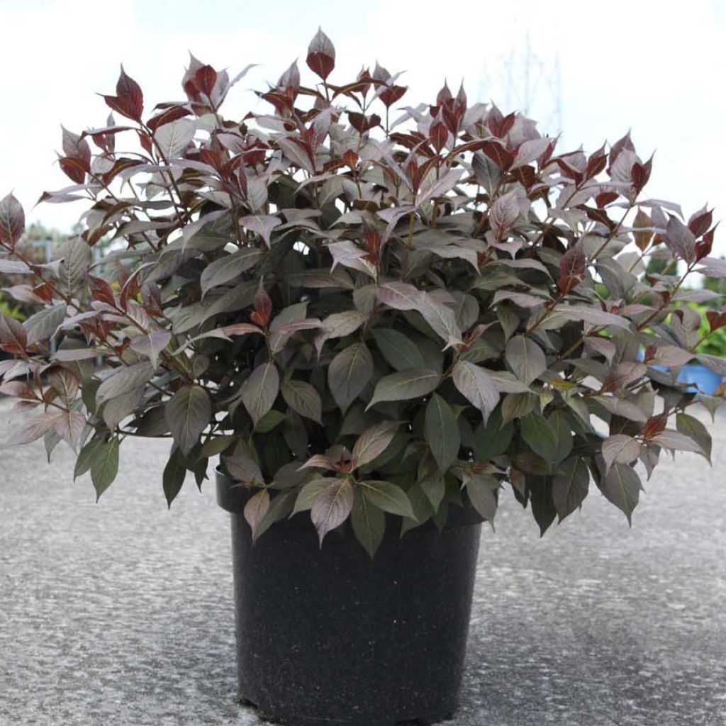 Weigela florida Minor Black