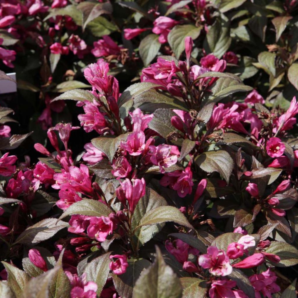 Weigela florida Minor Black