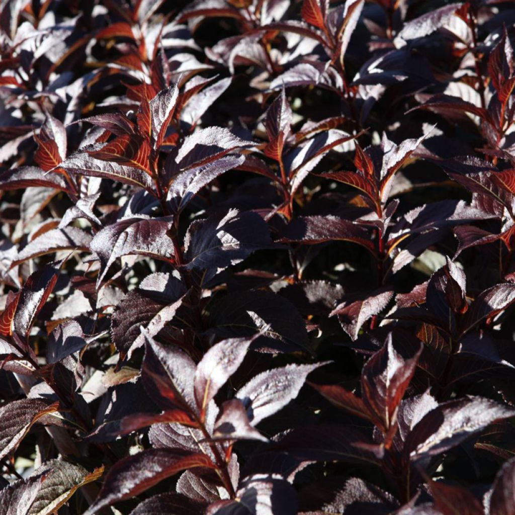 Weigela florida Naomi Campbell®
