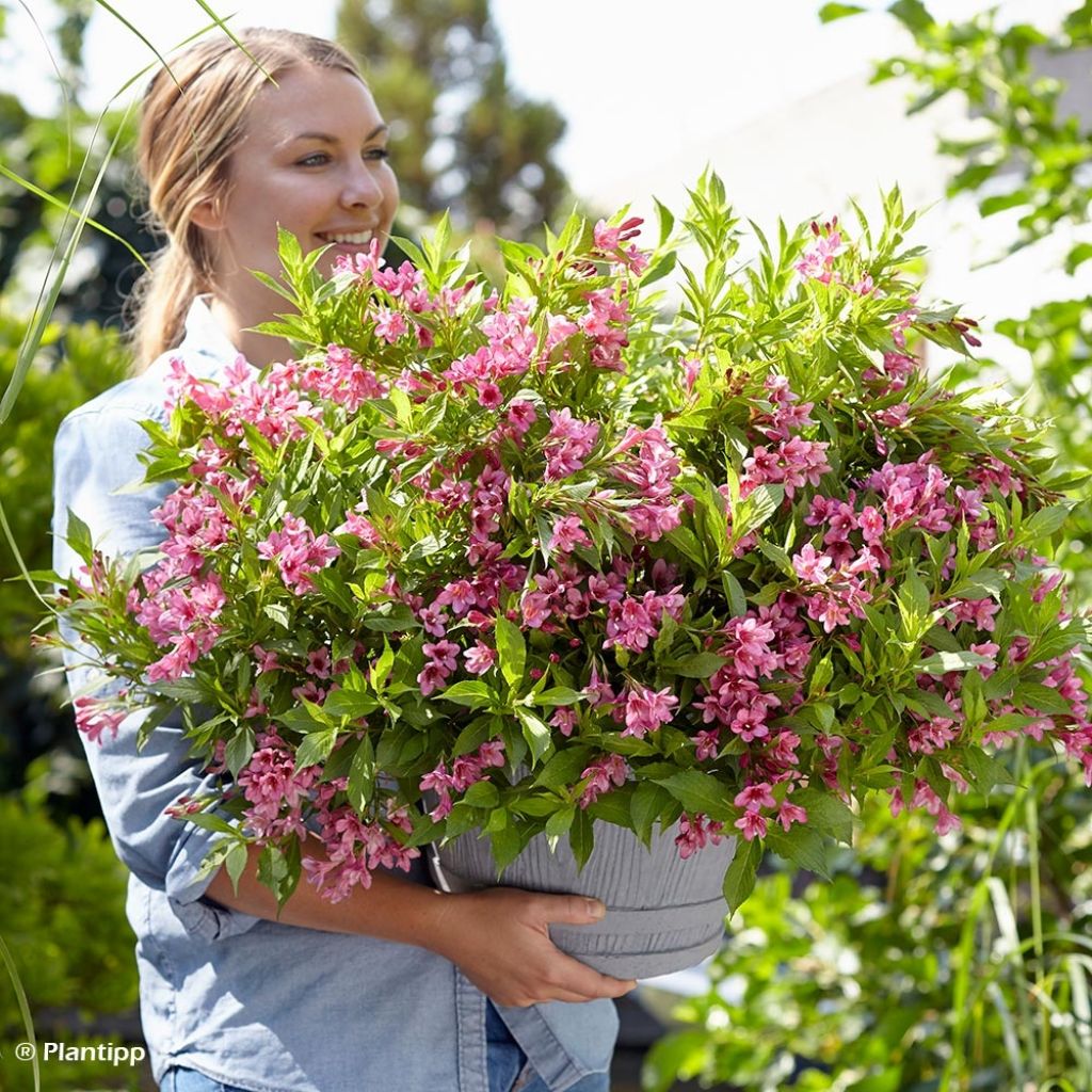 Weigela Florida Picobella Rosa 
