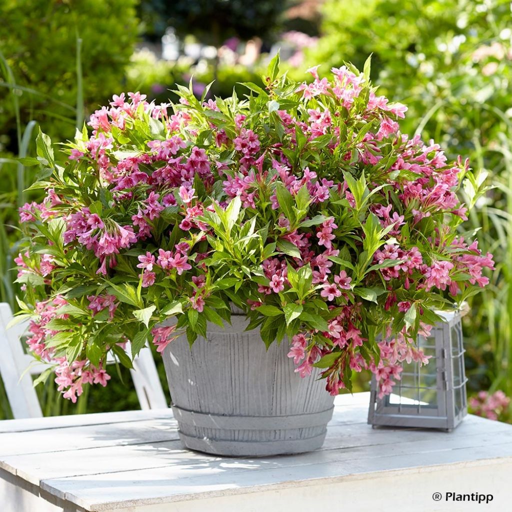 Weigela Florida Picobella Rosa 