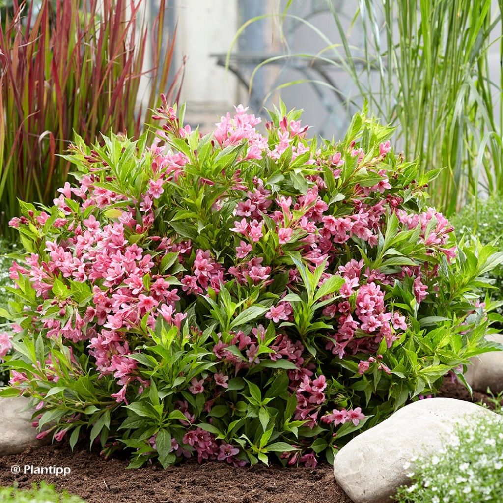 Weigela Florida Picobella Rosa 