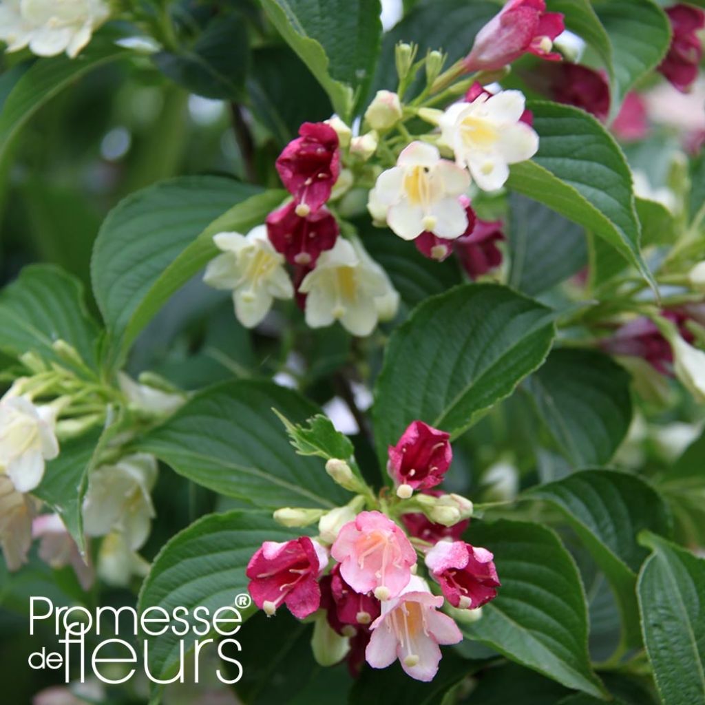 Weigela Carnaval