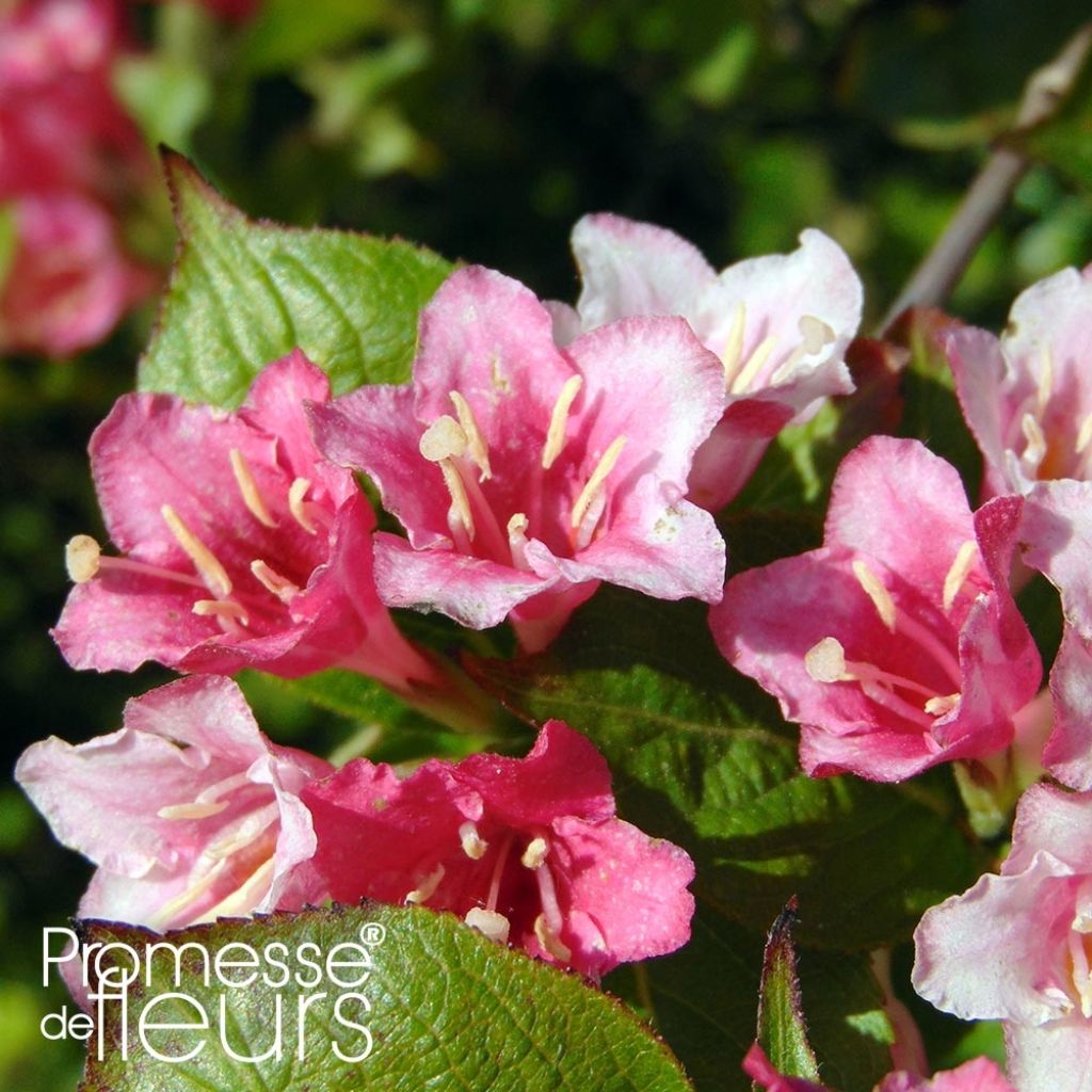 Weigela Carnaval
