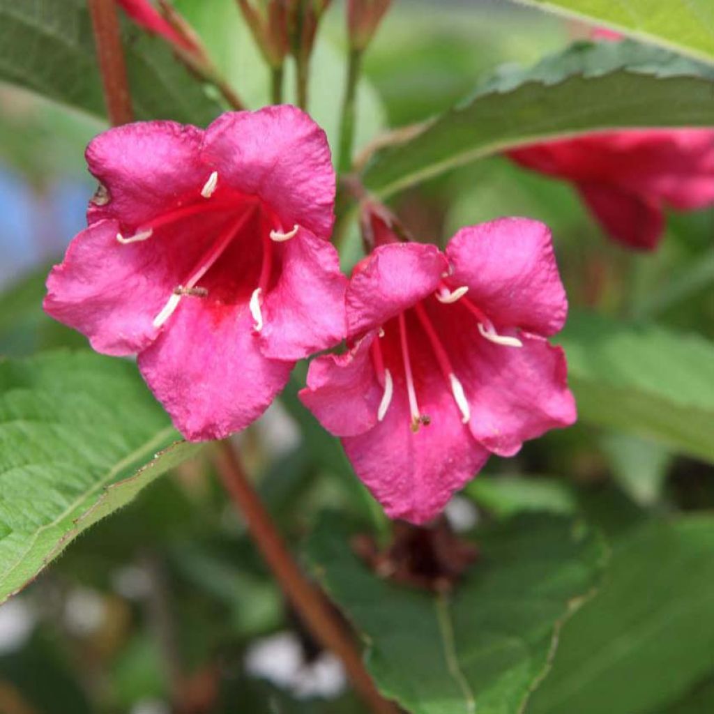 Weigela Red Prince