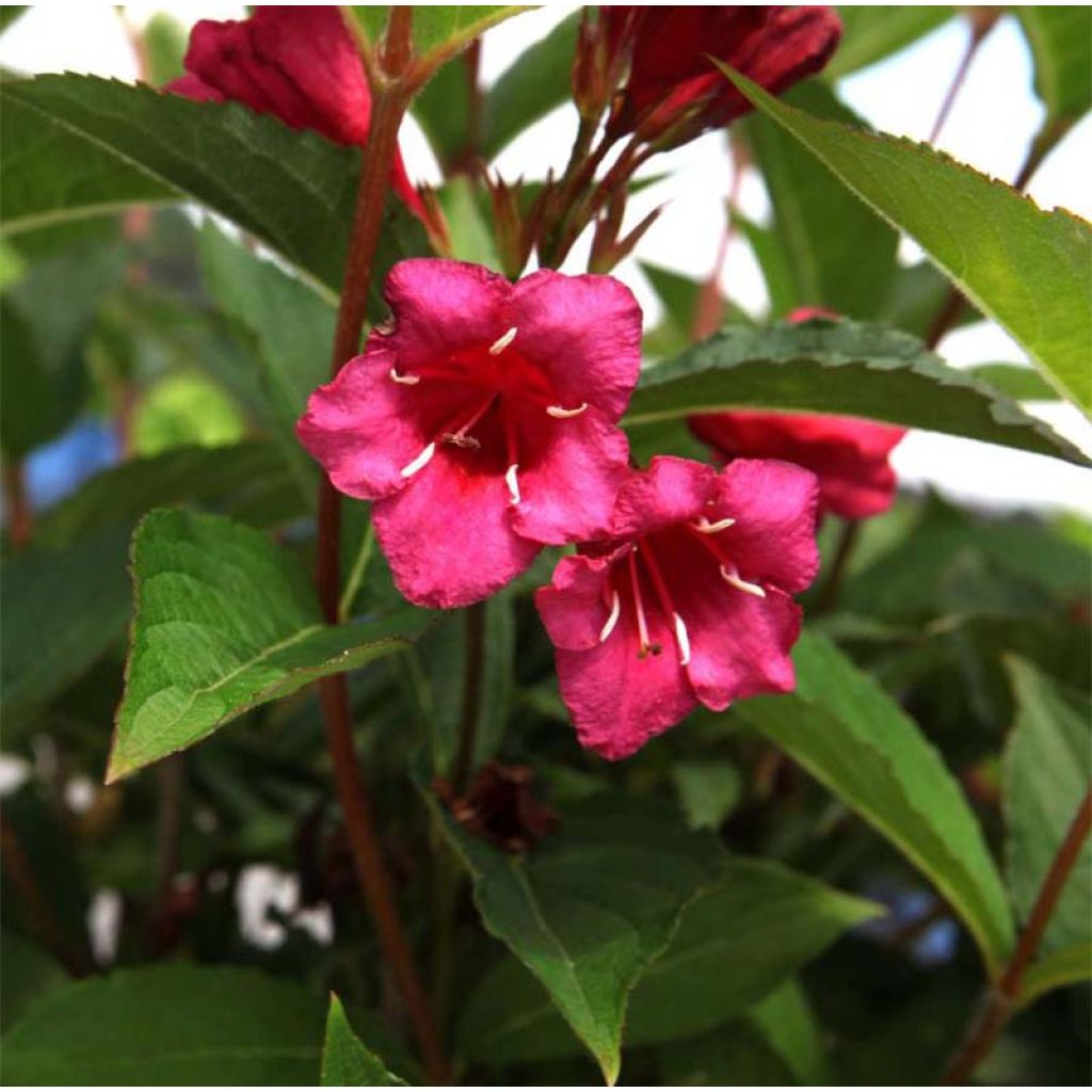 Weigela Red Prince