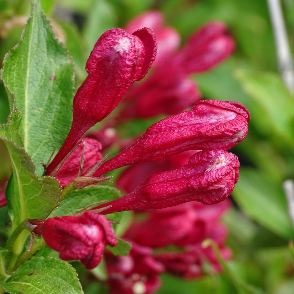Weigela Red Prince