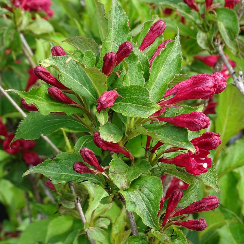 Weigela Red Prince
