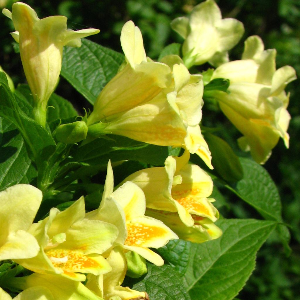 Weigela middendorffiana