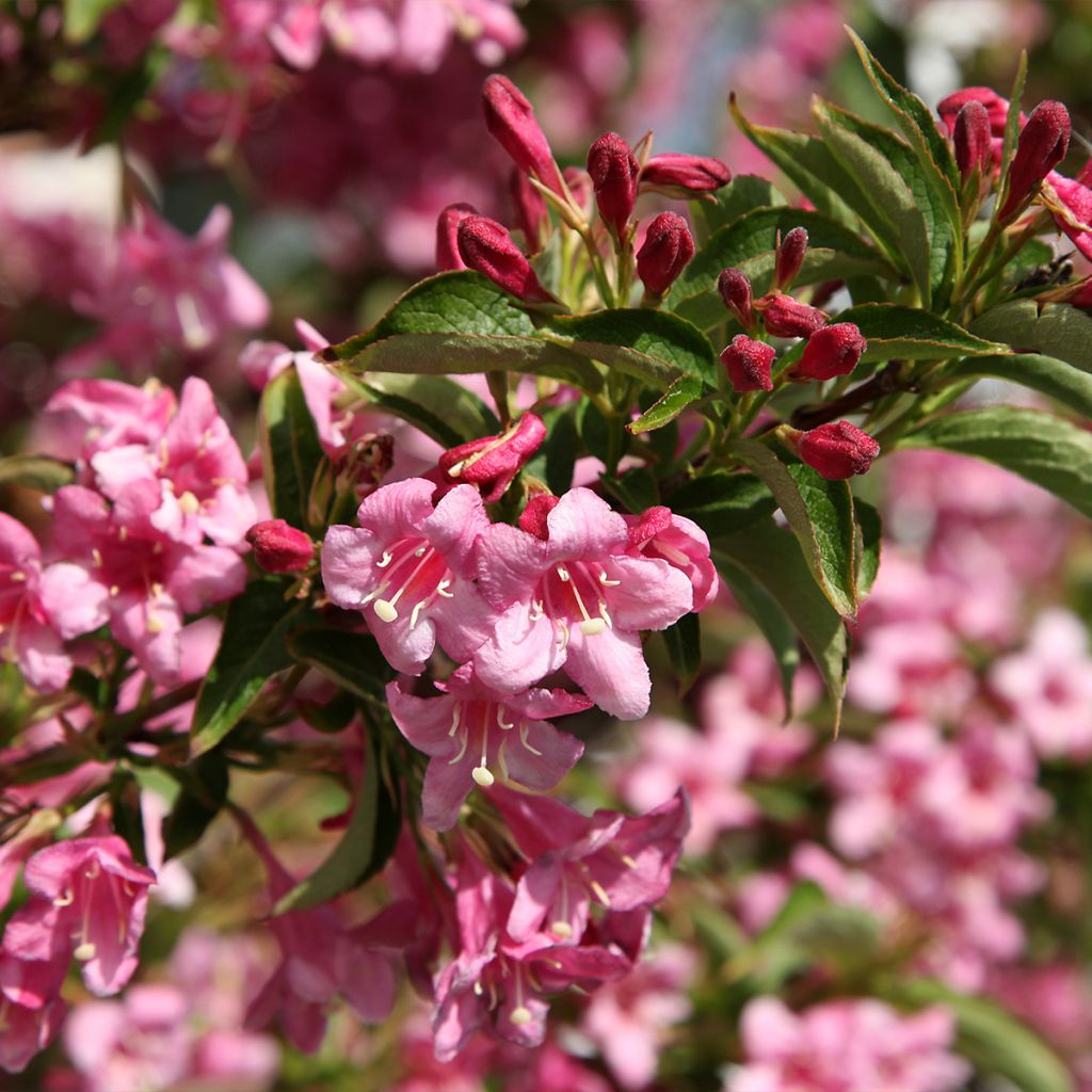 Weigela florida Stelzneri