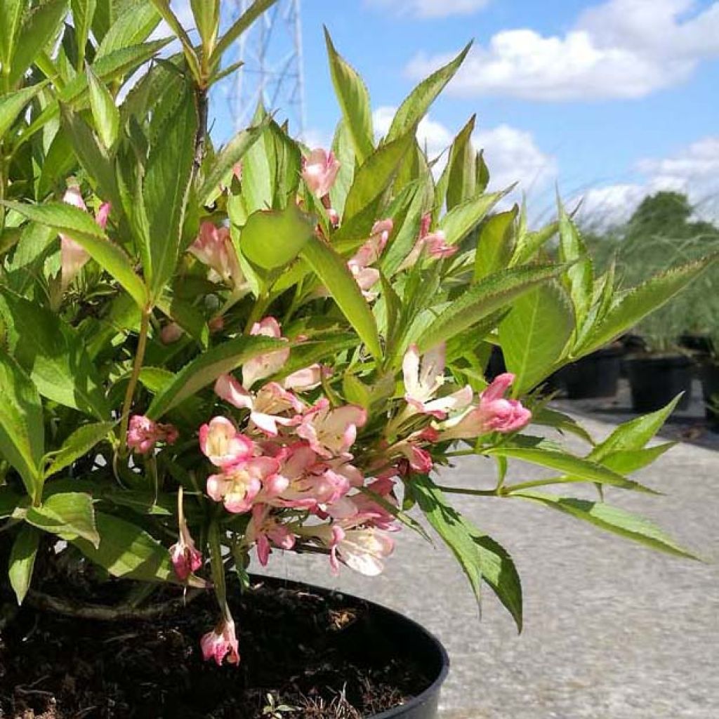 Weigela All Summer Peach