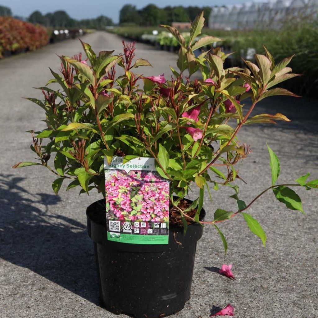 Weigela florida Princess Ayla