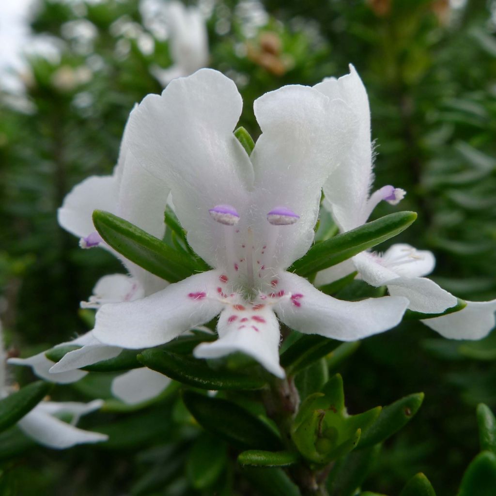 Westringia fruticosa White Rambler