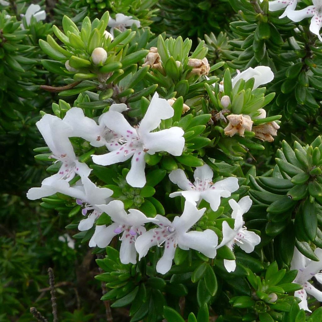 Westringia fruticosa White Rambler