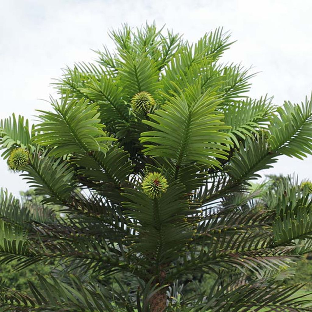 Wollemia nobilis