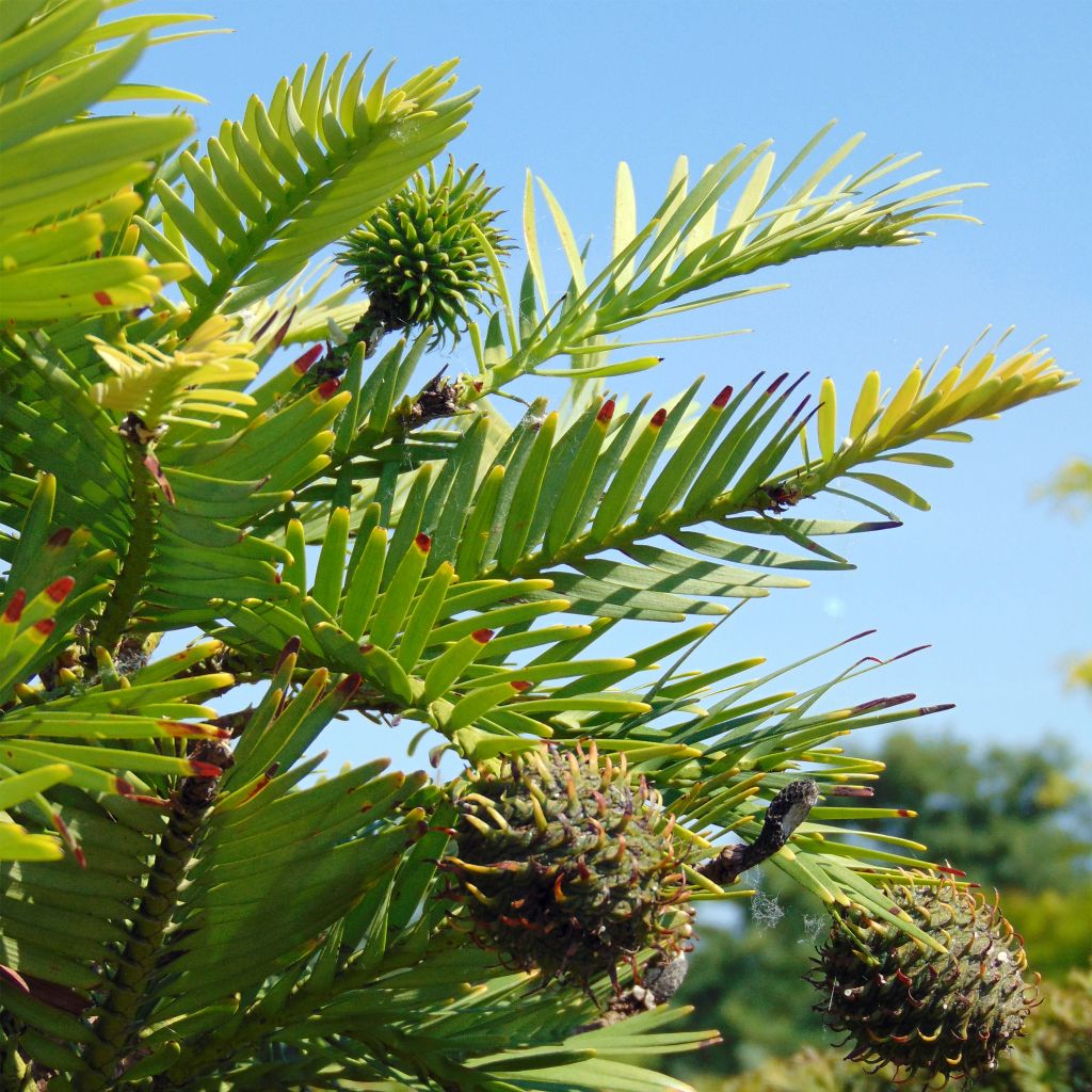Wollemia nobilis