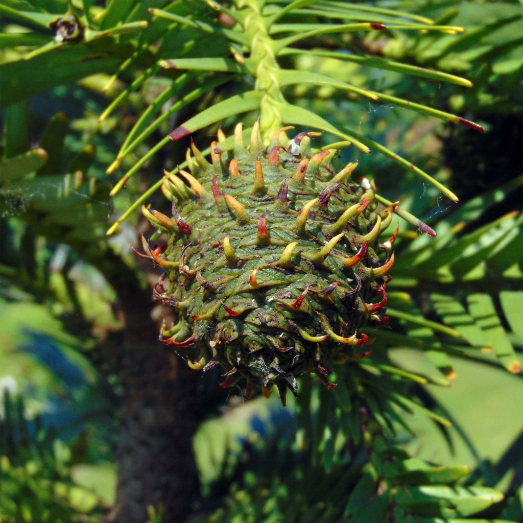 Wollemia nobilis
