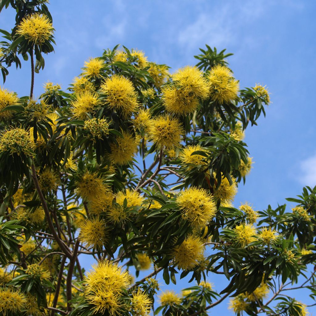 Xanthostemon chrysanthus - Golden Penda 