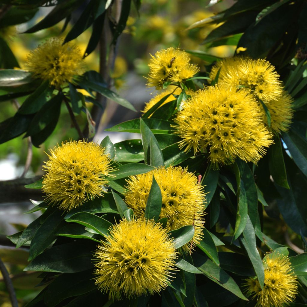 Xanthostemon chrysanthus - Golden Penda 