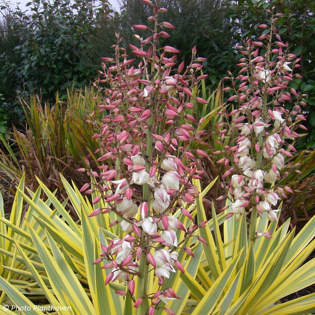 Yucca Bright Star - Variegated Yucca