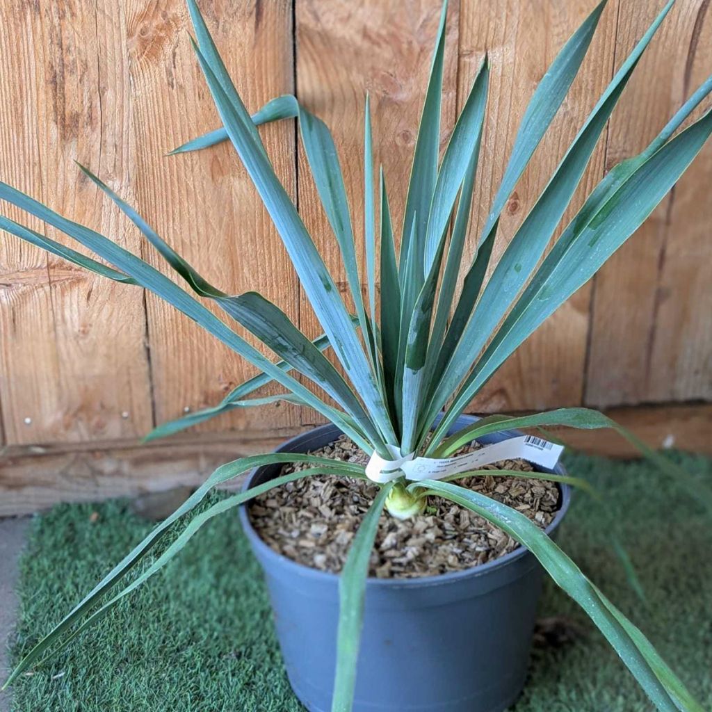 Yucca filamentosa × pallida Silver Anniversary