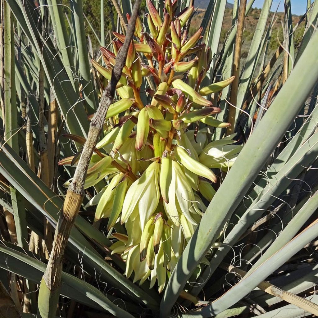 Yucca baccata