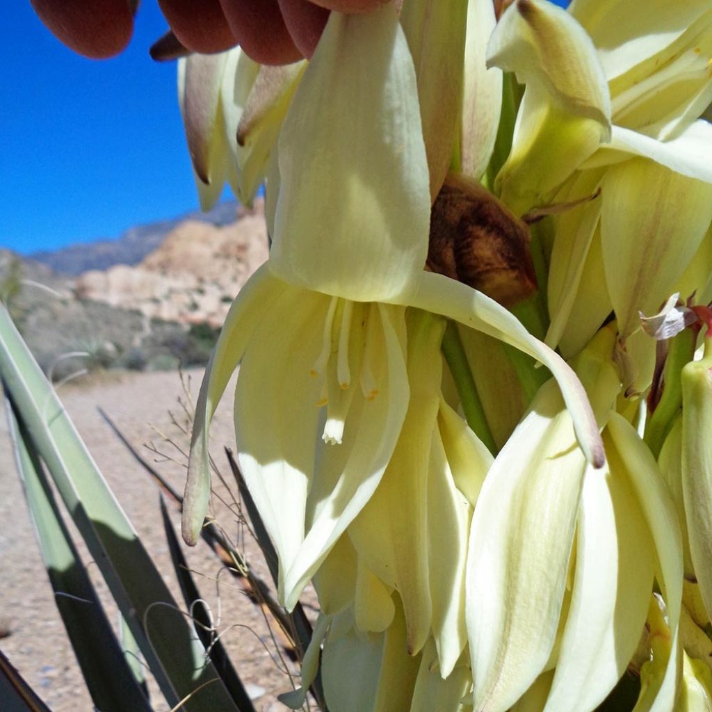 Yucca baccata